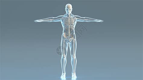 人體模型是什么意思(人體內部結構圖模型)縮略圖