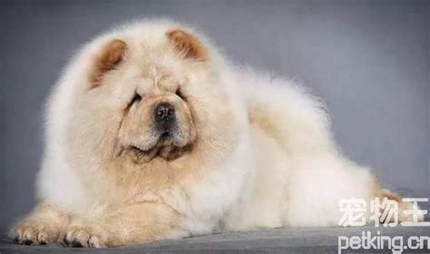 松獅犬的優(yōu)缺點(松獅犬的優(yōu)缺點咬人)縮略圖