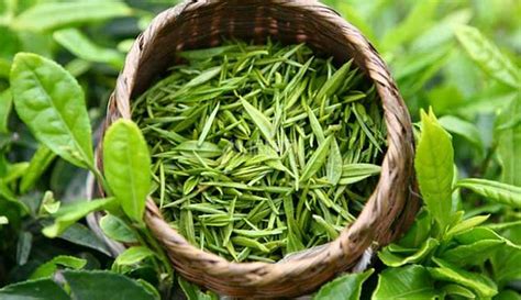 立頓綠茶的功效與作用,立頓綠茶的功效與作用有哪些縮略圖