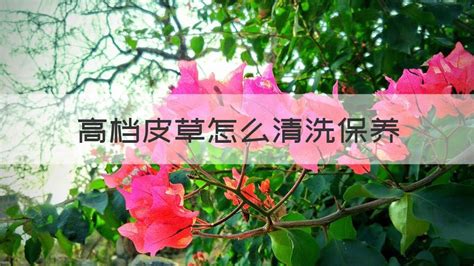 皮草如何清洗和保養(yǎng)(皮草如何清洗和保養(yǎng)視頻)縮略圖