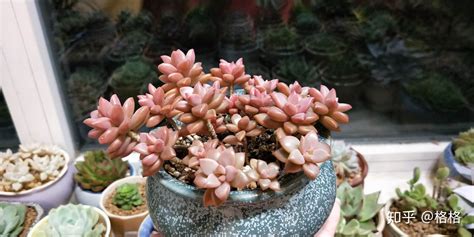 紅寶石多肉老樁圖片(紅寶石多肉老樁圖片欣賞)縮略圖