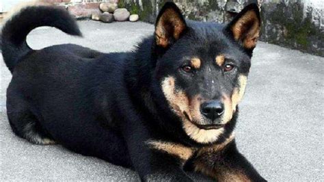 黑背犬吃什么狗糧,黑背犬吃什么狗糧好縮略圖