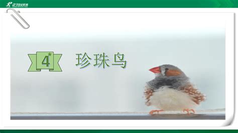 珍珠鳥課文,珍珠鳥課文原文解析縮略圖