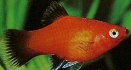 瑪麗魚幼崽很難存活,瑪麗魚幼崽很難存活嗎縮略圖