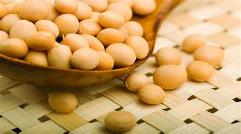 大豆蛋白質含量,大豆蛋白質含量多少縮略圖