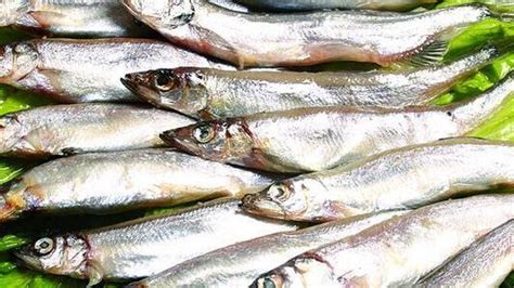 多春魚為啥叫癌魚(多春魚為什么叫癌魚)縮略圖