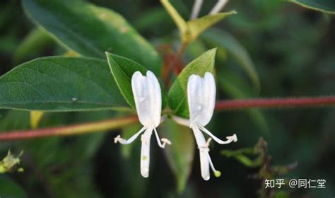 金銀花泡水好但別亂喝(金銀花泡水好但別亂喝枸杞)縮略圖