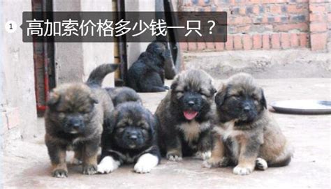 高加索犬價格,高加索犬價格是多少縮略圖