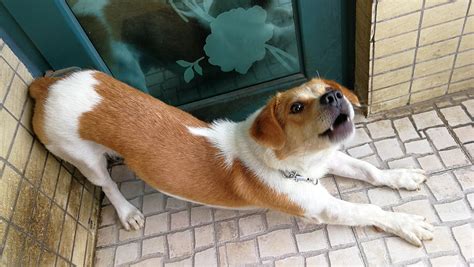 泰迪犬腿瘸怎么治療(泰迪犬腿瘸怎么治療最好)縮略圖