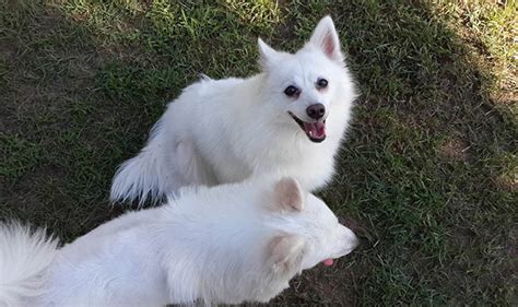 狐貍犬和博美的區別(狐貍犬和博美的區別圖)縮略圖