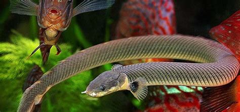 恐龍魚怎么養,恐龍魚怎么養教程縮略圖