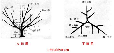 獼猴桃樹的修剪方法(獼猴桃樹的修剪方法視頻)縮略圖