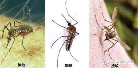 蚊香液是把蚊子熏死了還是熏跑了(蚊香液使用的時(shí)候可以吹風(fēng)扇嗎)縮略圖
