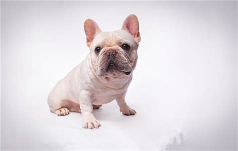 狐貍犬的優缺點有哪些,十大最干凈最好養的狗縮略圖