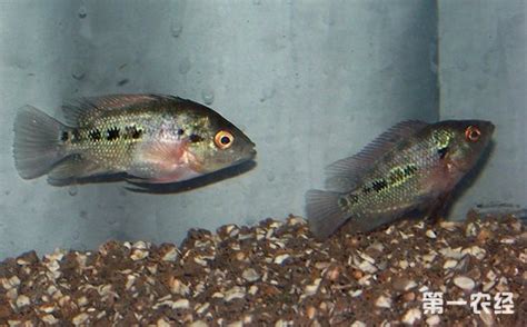 羅漢魚苗起頭過程圖,羅漢魚苗怎么養起頭快縮略圖