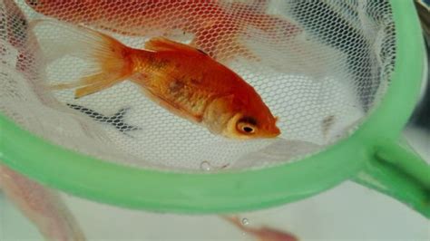 錦鯉魚身變黑是怎么回事(錦鯉魚身上發黑是怎么回事)縮略圖
