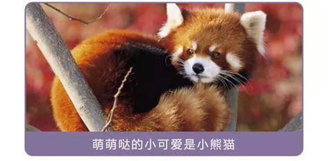 干脆面是小熊貓還是浣熊,干脆面是小熊貓還是小浣熊縮略圖