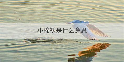 小棉襖什么意思(小棉襖什么意思呢)縮略圖