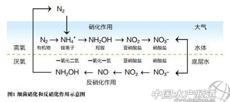 硝化細菌的作用及使用方法,硝化細菌的作用及使用方法圖解縮略圖