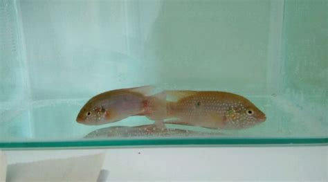 紅寶石魚多少錢一斤?,紅寶石魚多少錢一斤縮略圖