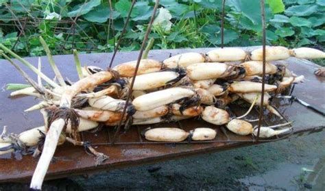 藕帶是藕的哪個(gè)部位(藕帶是藕的哪個(gè)部位圖片)縮略圖
