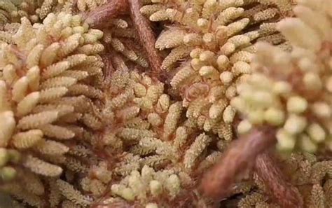 松花粉對眼睛有助視力恢復嗎(松花粉做面膜能祛斑嗎)縮略圖