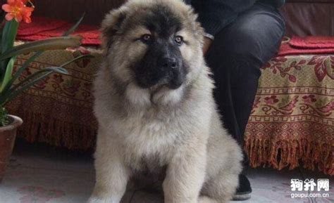 高加索幼犬(高加索幼犬圖片)縮略圖