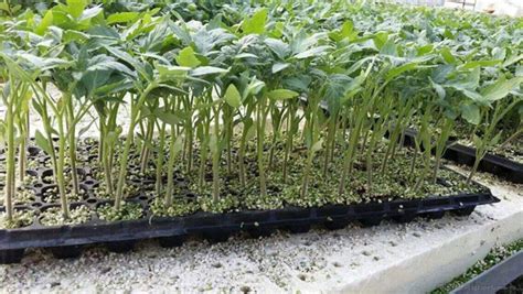 小柿子苗室內盆栽種植全過程(小柿子種子室內盆栽種植全過程)縮略圖