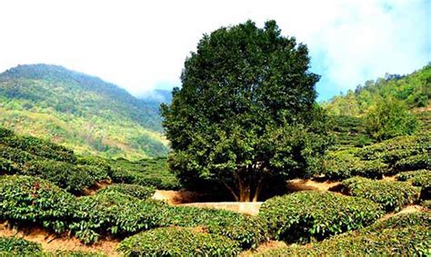 古樹茶多少年才稱之為古樹,古樹茶多少年才稱之為古樹呢縮略圖