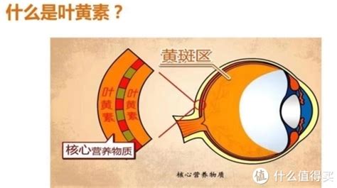 葉黃素對近視有用嗎(葉黃素對近視有用嗎價格)縮略圖