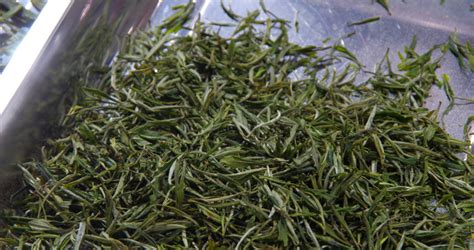 君山銀針是什么意思(君山銀針屬于什么茶)縮略圖