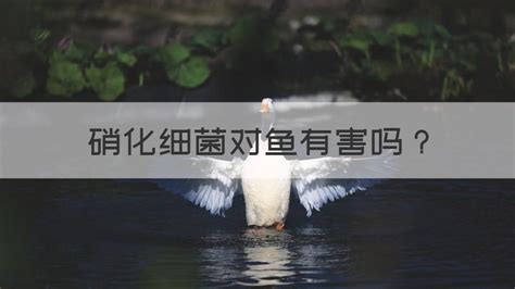 硝化細菌加多了對魚有影響嗎,魚缸里水渾濁怎么處理縮略圖