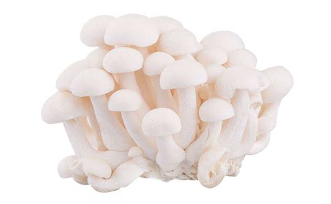白玉菇圖片(白玉菇圖片大全大圖)縮略圖