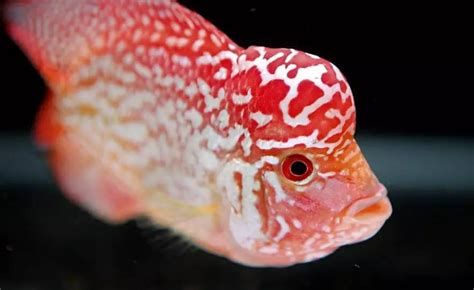 羅漢魚怎么養(yǎng)出爆頭(羅漢魚怎么養(yǎng)出爆頭視頻教程)縮略圖