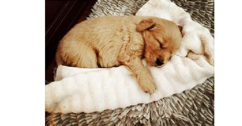 金毛幼犬拉稀吃什么藥管用,狗狗拉稀能自愈嗎縮略圖
