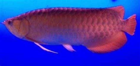 紅金龍魚(紅金龍魚多少錢一條)縮略圖