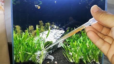 豐年蝦喂魚正確方法,豐年蝦怎么喂魚縮略圖