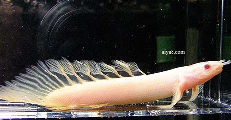 恐龍魚圖片,恐龍魚圖片大全大圖縮略圖
