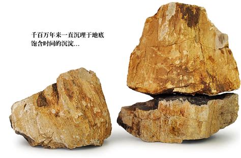 硅化木化石一般多少錢,硅化木化石5斤重多少錢縮略圖