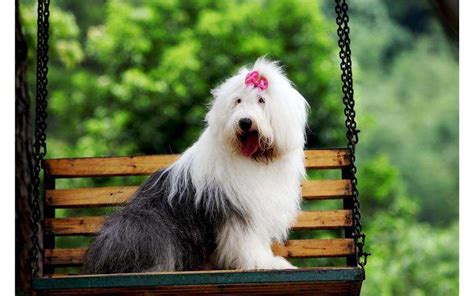 古牧犬為什么是禁養犬(古牧犬為什么是禁養犬呢)縮略圖