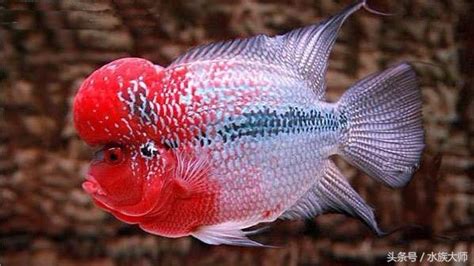 羅漢魚水溫需要多少度(羅漢魚水溫需要多少度養(yǎng))縮略圖