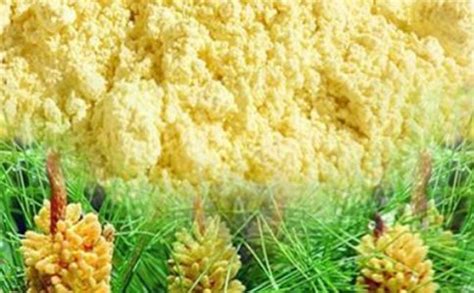 松花粉功效與作用與對腎臟的影響,三種人不宜吃松花粉縮略圖