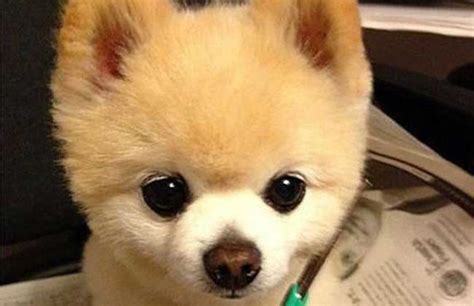 俊介犬(俊介犬和博美的區別)縮略圖