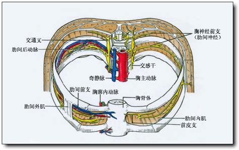 胸交感神經解剖圖,胸交感神經解剖圖解縮略圖