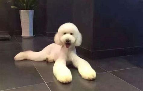 巨貴狗視頻(巨貴狗視頻大全)縮略圖