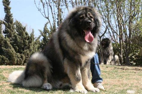 高加索幼犬價格(高加索幼犬價格表大全)縮略圖