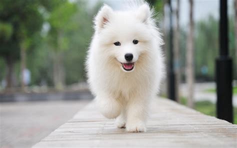 薩摩耶犬體型圖片,薩摩耶犬體型標準圖片縮略圖