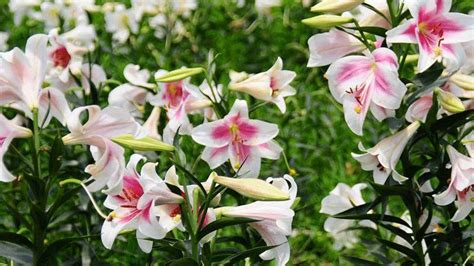 香水百合花謝后怎么處理,百合花開敗后從哪里剪縮略圖