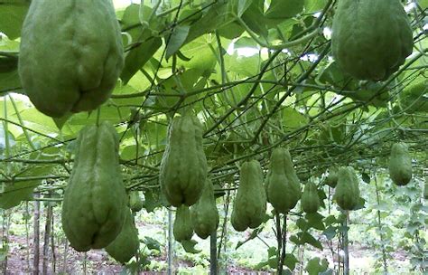 佛手瓜種植方法和時間,佛手瓜種植方法和時間視頻教程縮略圖