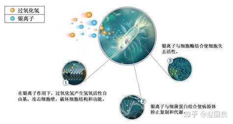 銀離子抗菌凝膠的作用與功效(安可信銀離子抗菌凝膠的作用與功效)縮略圖